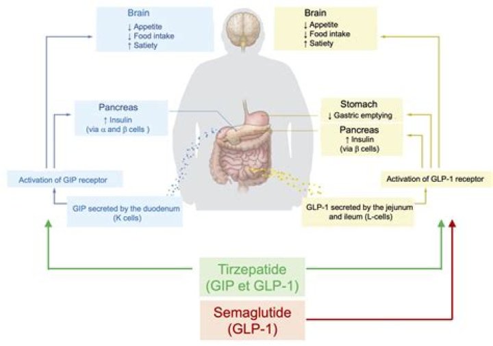Understanding Semaglutide And Its Use In Lupus Patients